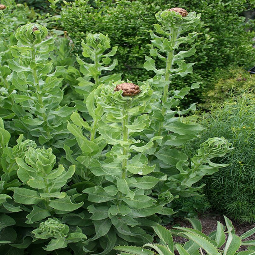Centaurea macrocephala - Gele korenbloem (Foliage)