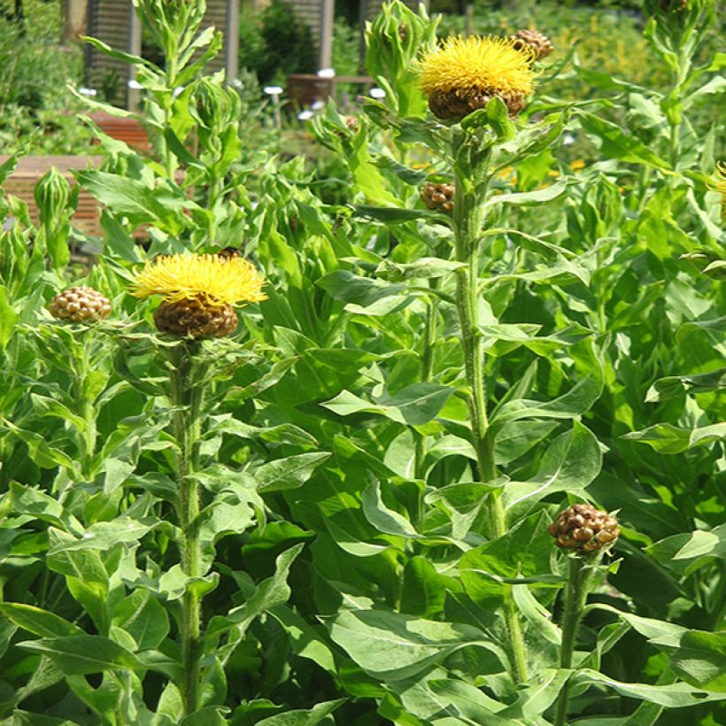 Centaurea macrocephala - Gele korenbloem (Plant habit)