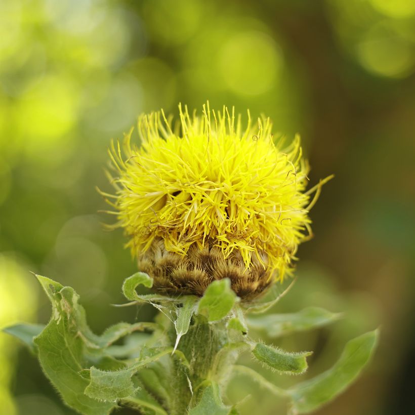 Centaurea macrocephala - Gele korenbloem (Bloei)