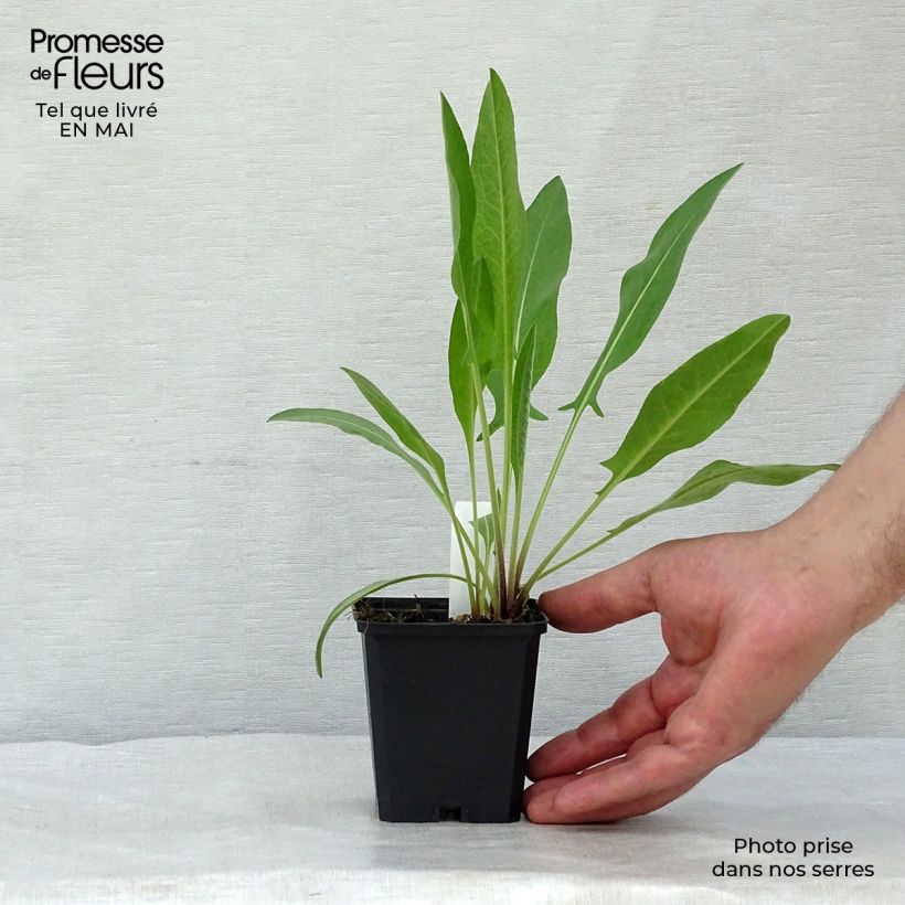 Exemplaar van Centaurea macrocephala - Gele korenbloem Kweekpotje van 8/9 cm zoals geleverd in de lente