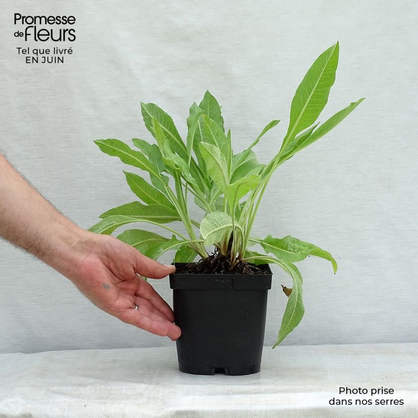 Exemplaar van Centaurea macrocephala - Gele korenbloem Pot van 2 l/3 l zoals geleverd in de zomer