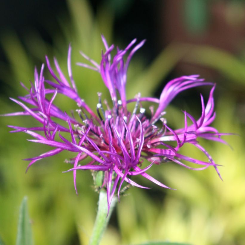 Centaurea montana Amethyst Dream - Bergkorenbloem (Flowering)