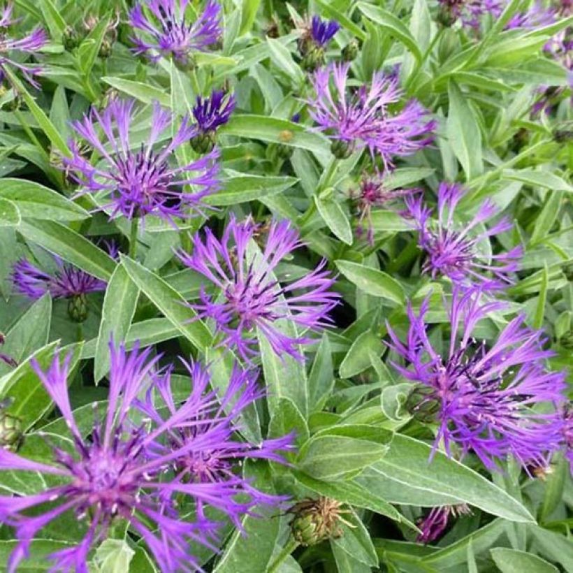 Centaurea montana Violetta - Bergkorenbloem (Flowering)