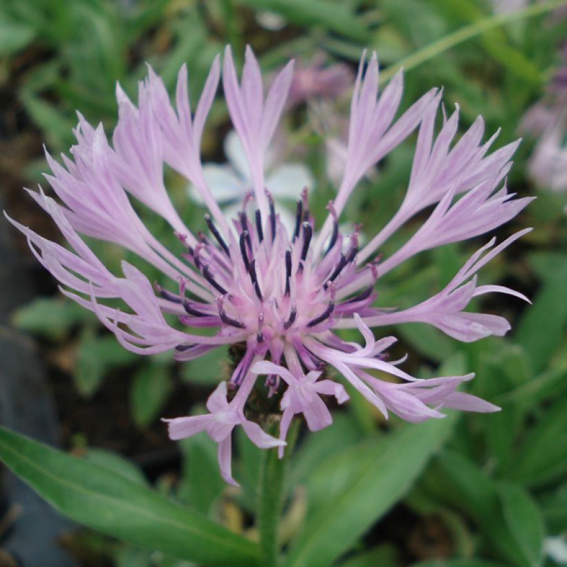Centaurea montana Carnea - Bergkorenbloem roze (Flowering)