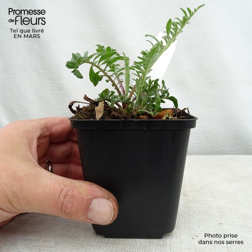 Exemplaar van Centaurea orientalis - Centaurie Kweekpotje van 8/9 cm zoals geleverd in de lente