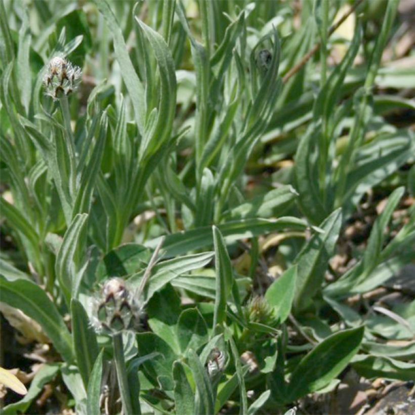 Centaurea triumfettii ssp. stricta - Centaurie (Blad)