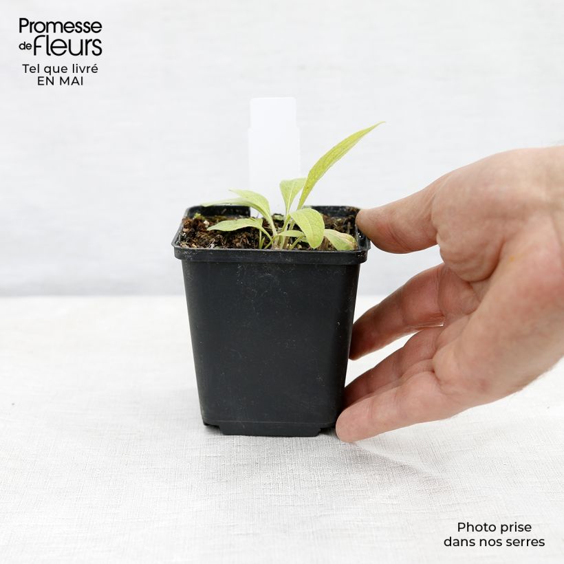 Exemplaar van Centaurea x montana - Bergkorenbloem Kweekpotje van 8/9 cm zoals geleverd in de lente