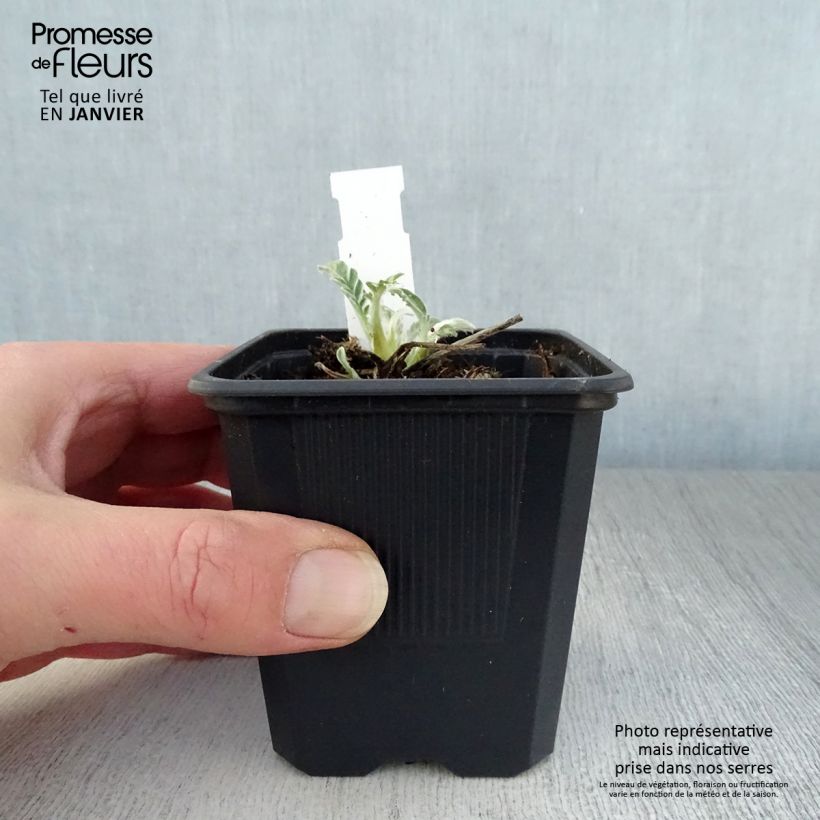 Example of Centaurée - Centaurea hypoleuca John Coutts Kweekpotje van 8/9 cm as you get in hiver