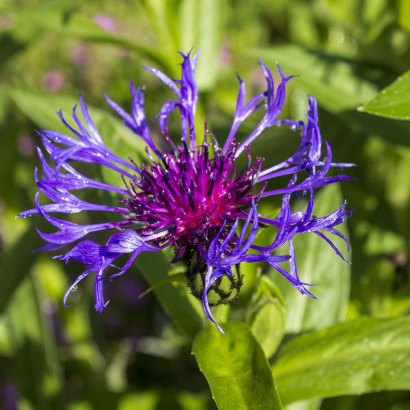 Centaurea triumfettii ssp. cana - Centaurie (Bloei)
