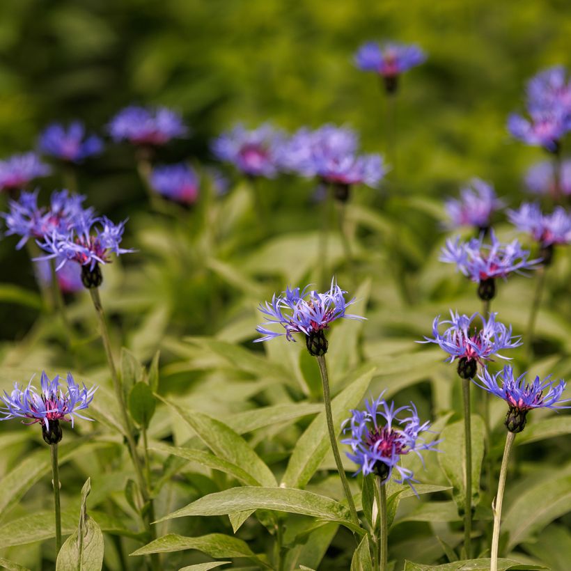 Centaurea triumfettii ssp. cana - Centaurie (Groeiplaats)