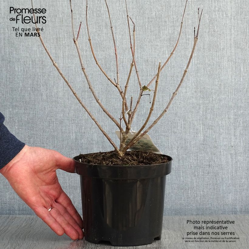 Example of Cephalanthus occidentalis - Kogelbloem Pot van 3 l/4 l as you get in hiver