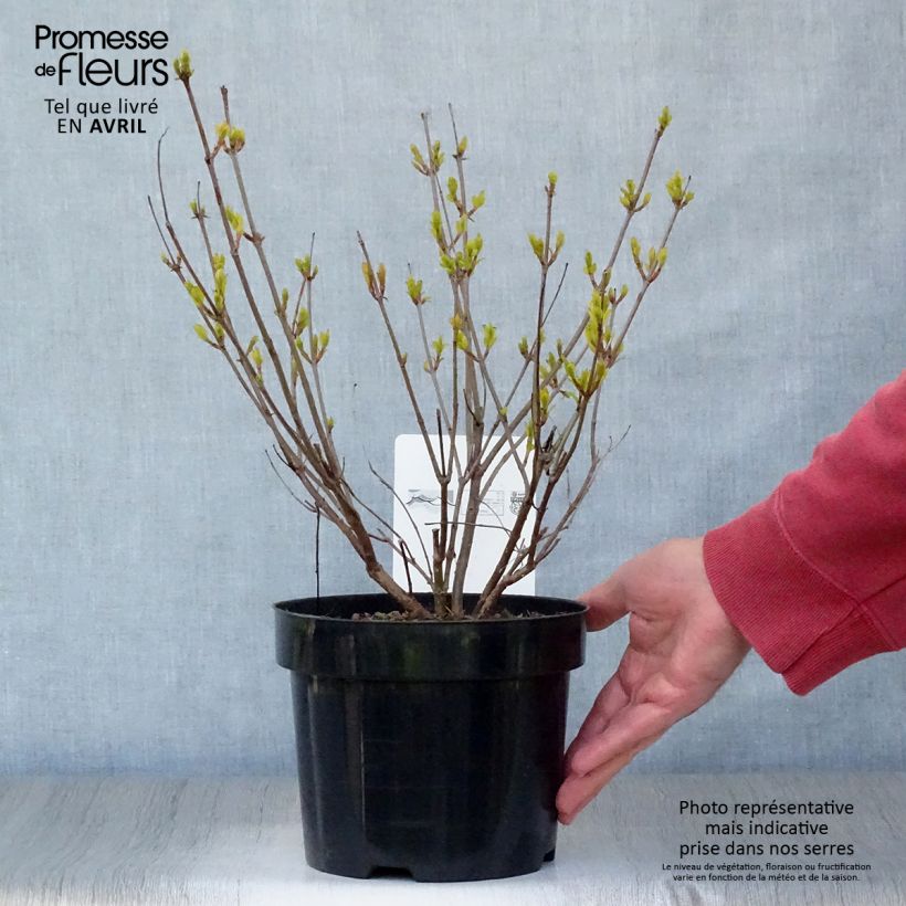 Exemplaar van Cephalanthus occidentalis - Kogelbloem Pot van 3 l/4 l zoals geleverd in de lente