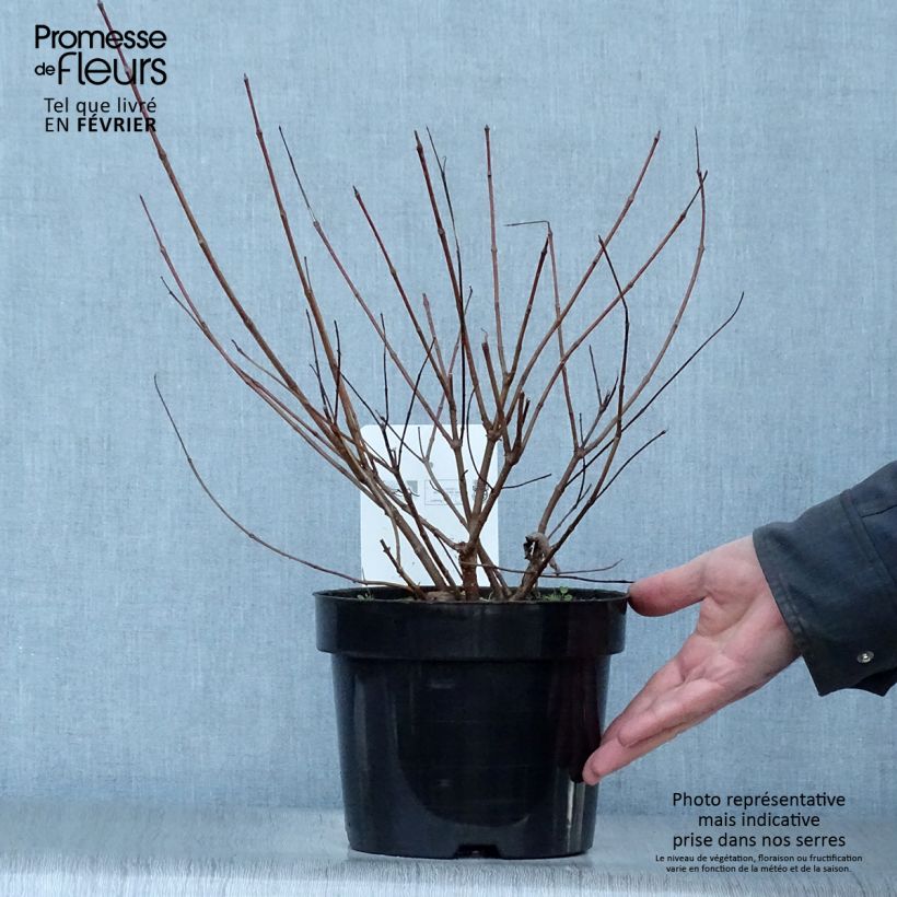 Example of Cephalanthus occidentalis - Kogelbloem Pot van 7,5 l/10 l as you get in hiver