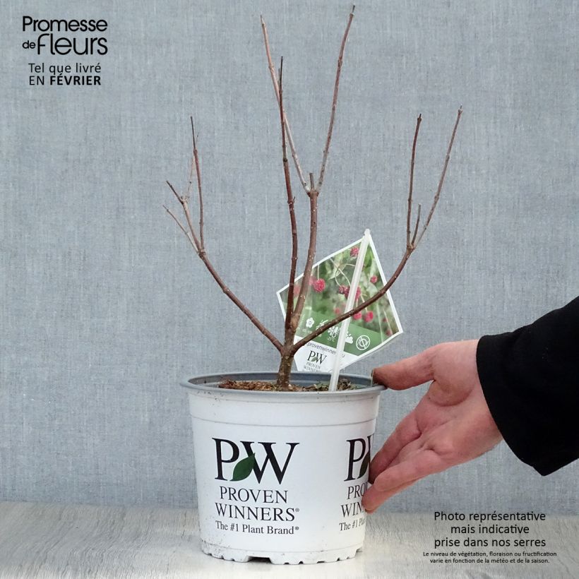 Example of Cephalanthus occidentalis Sugar Shack Pot van 2 l/3 l as you get in hiver