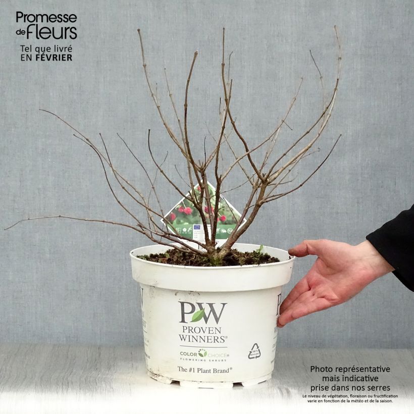 Example of Cephalanthus occidentalis Sugar Shack Pot van 7,5 l/10 l as you get in hiver