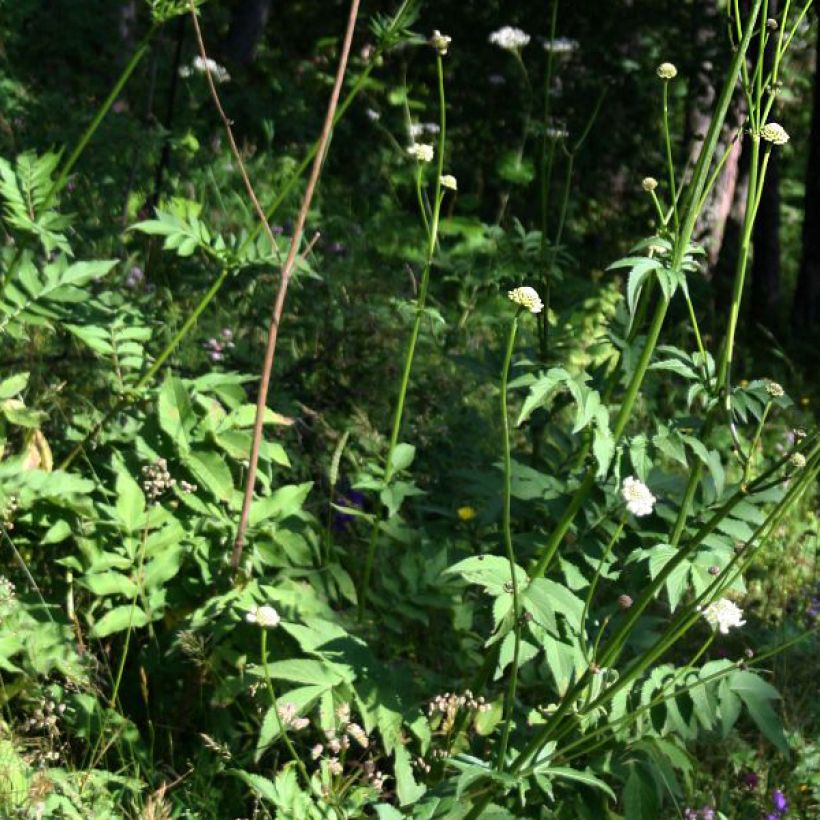 Cephalaria gigantea - Reuzenscabiosa (Foliage)