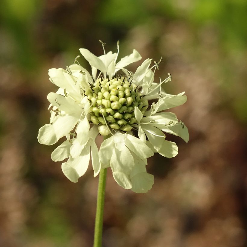 Cephalaria gigantea - Reuzenscabiosa (Bloei)