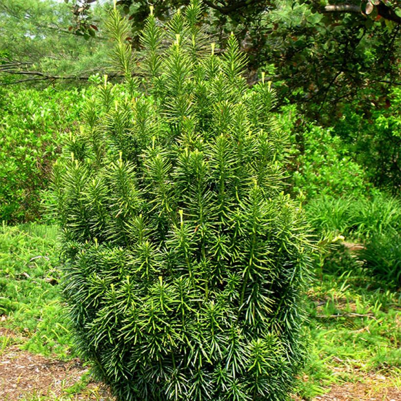 Cephalotaxus harringtonia Fastigiata - Knoptaxus (Plant habit)