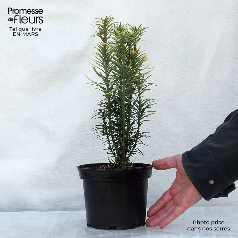 Example of Cephalotaxus harringtonia Korean Gold - Knoptaxus Pot van 2 l/3 l as you get in hiver