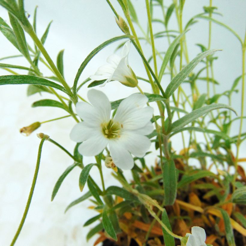Cerastium biebersteinii - Hoornbloem (Flowering)