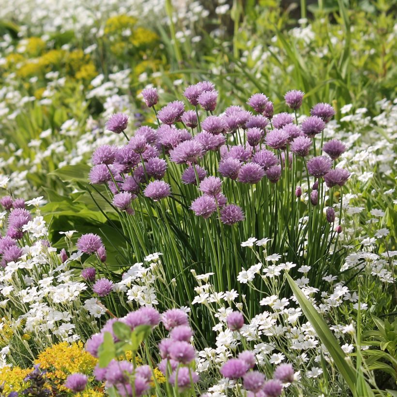Cerastium biebersteinii - Hoornbloem (Groeiplaats)