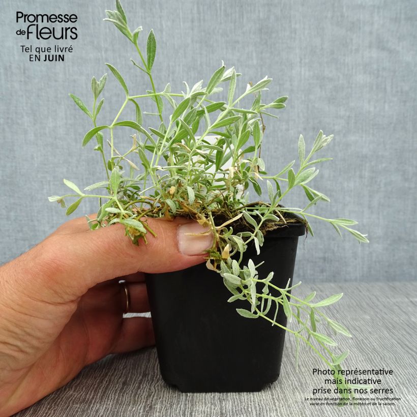 Exemplaar van Cerastium tomentosum Yo Yo - Viltige hoornbloem Kweekpotje van 8/9 cm zoals geleverd in de zomer