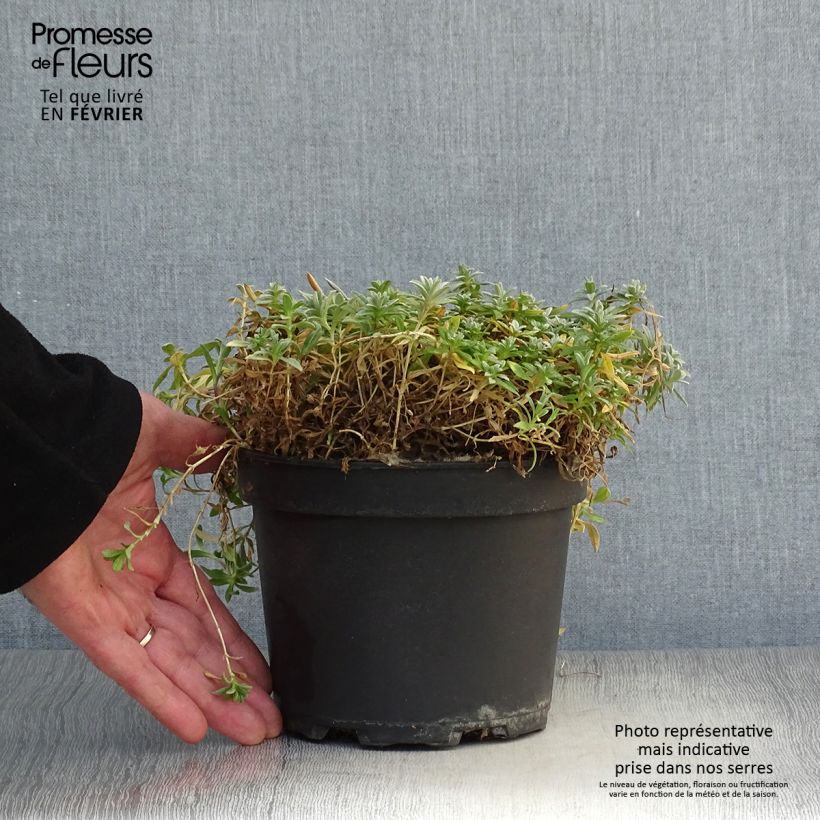 Example of Cerastium tomentosum Yo Yo - Oreille de souris Pot van 2 l/3 l as you get in hiver