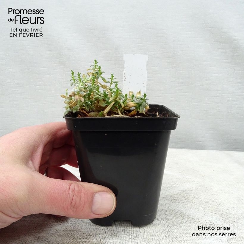 Example of Cerastium tomentosum Yo Yo - Oreille de souris Kweekpotje van 8/9 cm as you get in hiver