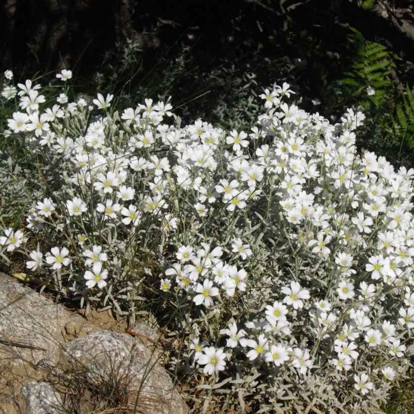 Cerastium tomentosum Yo Yo - Viltige hoornbloem (Plant habit)