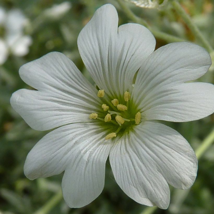 Cerastium tomentosum Yo Yo - Viltige hoornbloem (Flowering)