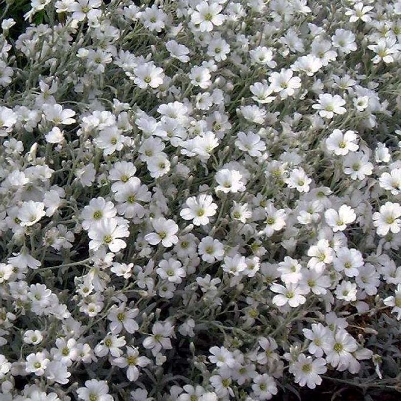 Cerastium tomentosum var. columnae - Viltige hoornbloem (Flowering)