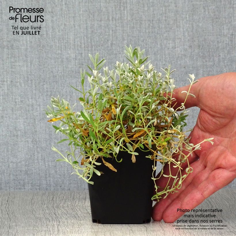 Exemplaar van Cerastium tomentosum var. columnae - Viltige hoornbloem Kweekpotje van 8/9 cm zoals geleverd in de zomer
