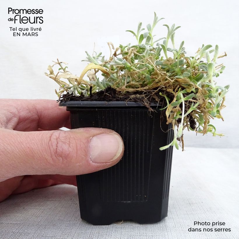 Exemplaar van Cerastium tomentosum var. columnae - Viltige hoornbloem Kweekpotje van 8/9 cm zoals geleverd in de lente