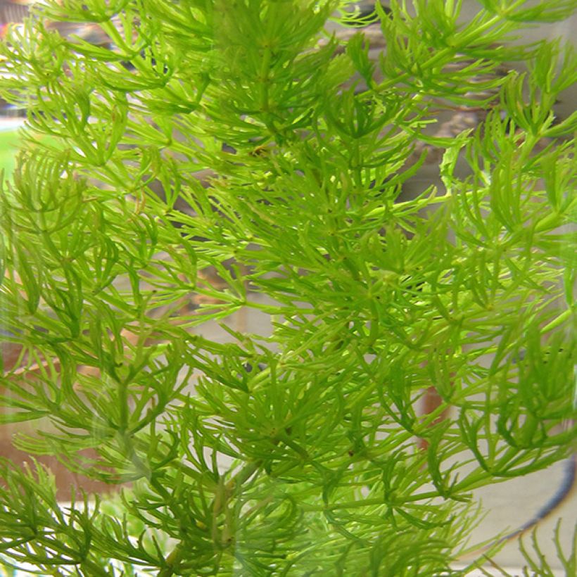 Ceratophyllum demersum - Grof hoornblad (Blad)