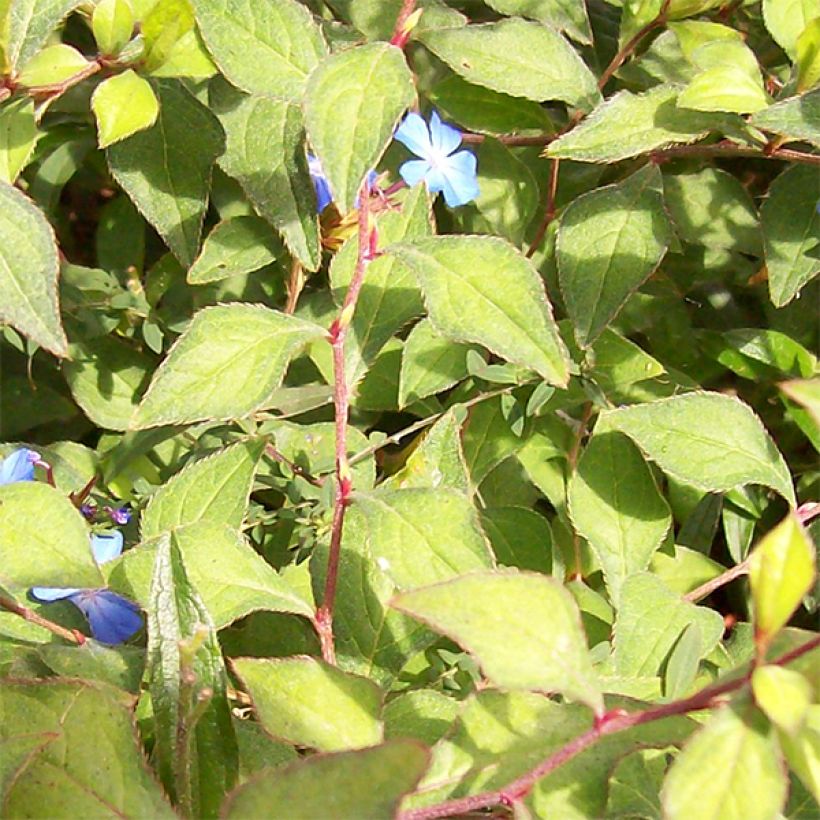 Ceratostigma griffithii - Loodkruid (Foliage)