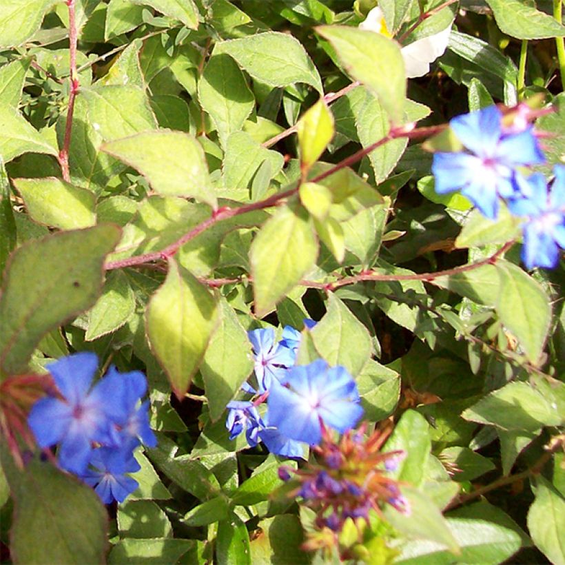Ceratostigma griffithii - Loodkruid (Flowering)