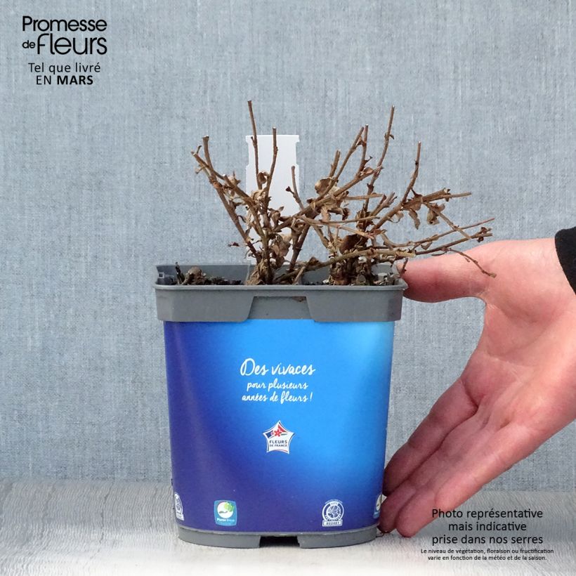 Exemplaar van Ceratostigma griffithii - Loodkruid Pot van 2 l/3 l zoals geleverd in de lente