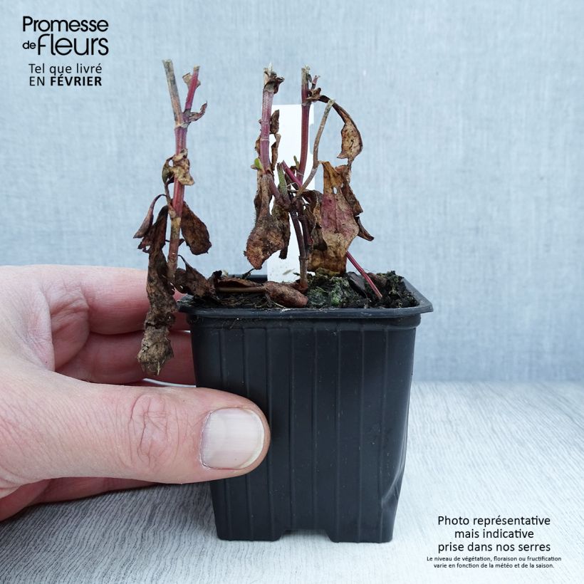 Example of Ceratostigma plumbaginoides - Dentelaire Kweekpotje van 8/9 cm as you get in hiver