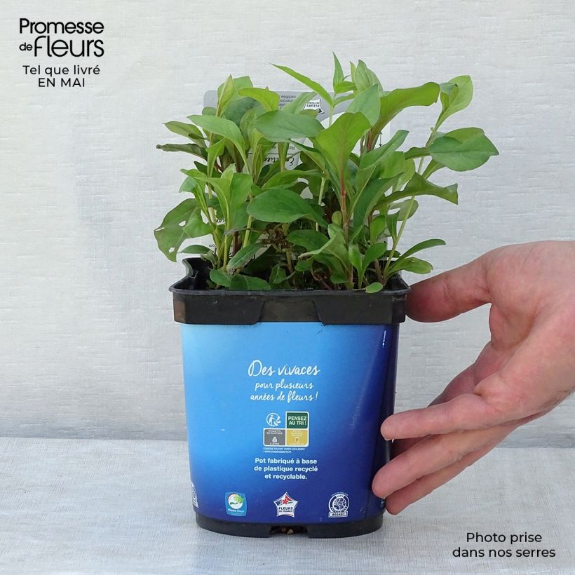 Exemplaar van Ceratostigma plumbaginoides - Loodkruid Pot van 2 l/3 l zoals geleverd in de lente
