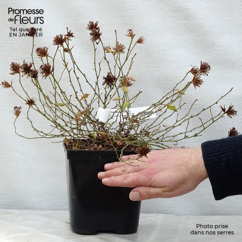 Example of Ceratostigma willmottianum Forest Blue - Plumbago de Willmott Pot van 2 l/3 l as you get in hiver