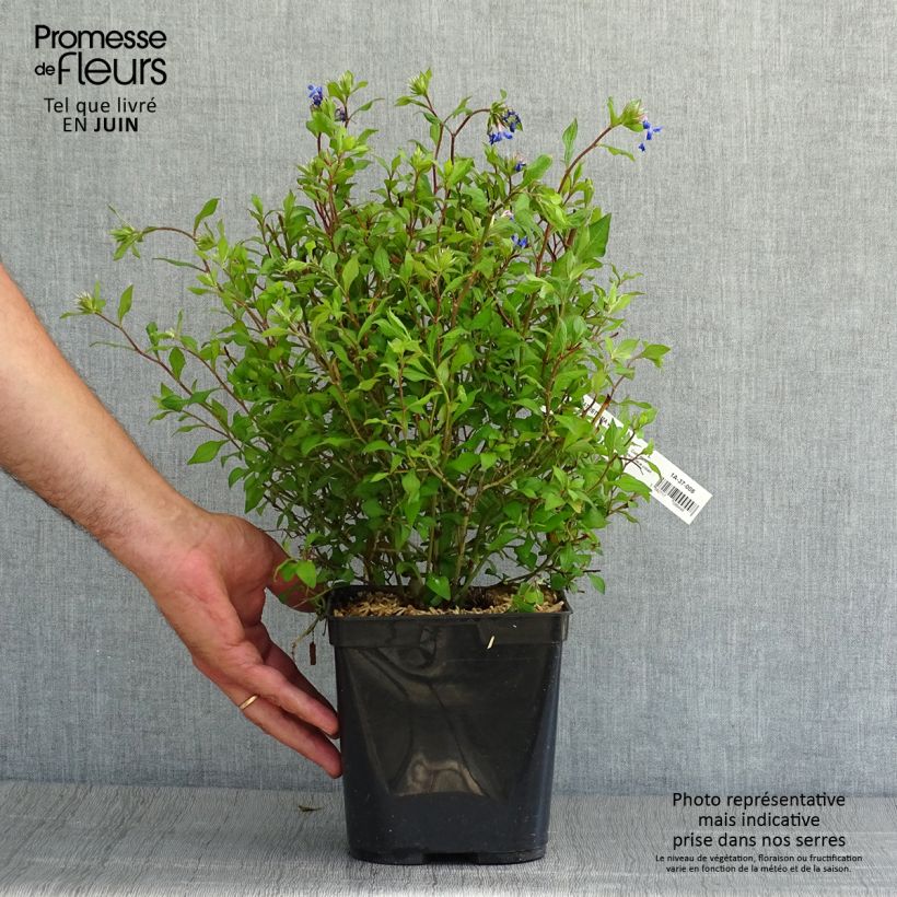 Exemplaar van Ceratostigma willmottianum Forest Blue - Loodkruid Pot van 2 l/3 l zoals geleverd in de zomer