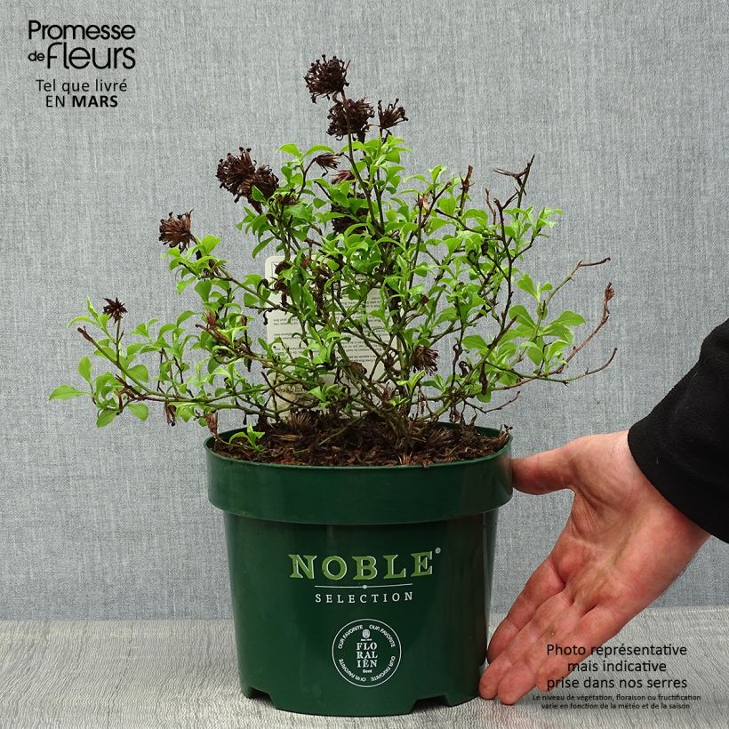 Exemplaar van Ceratostigma willmottianum Forest Blue - Loodkruid Pot van 2 l/3 l zoals geleverd in de lente