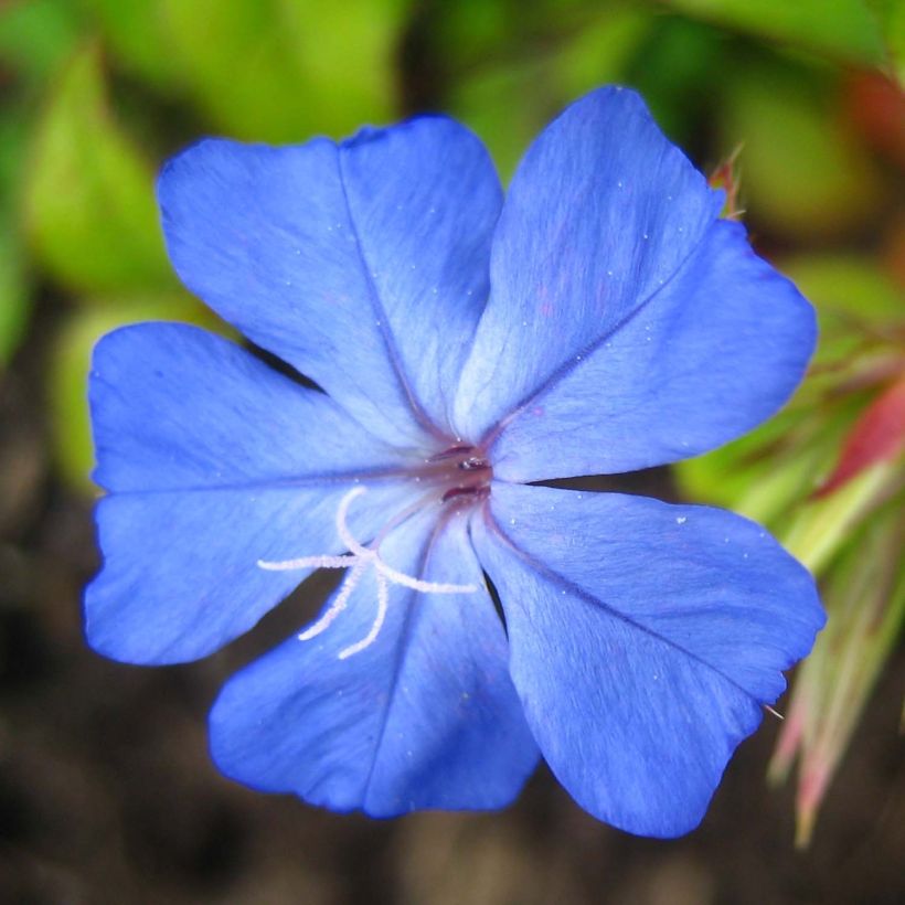 Ceratostigma willmottianum Forest Blue - Loodkruid (Flowering)
