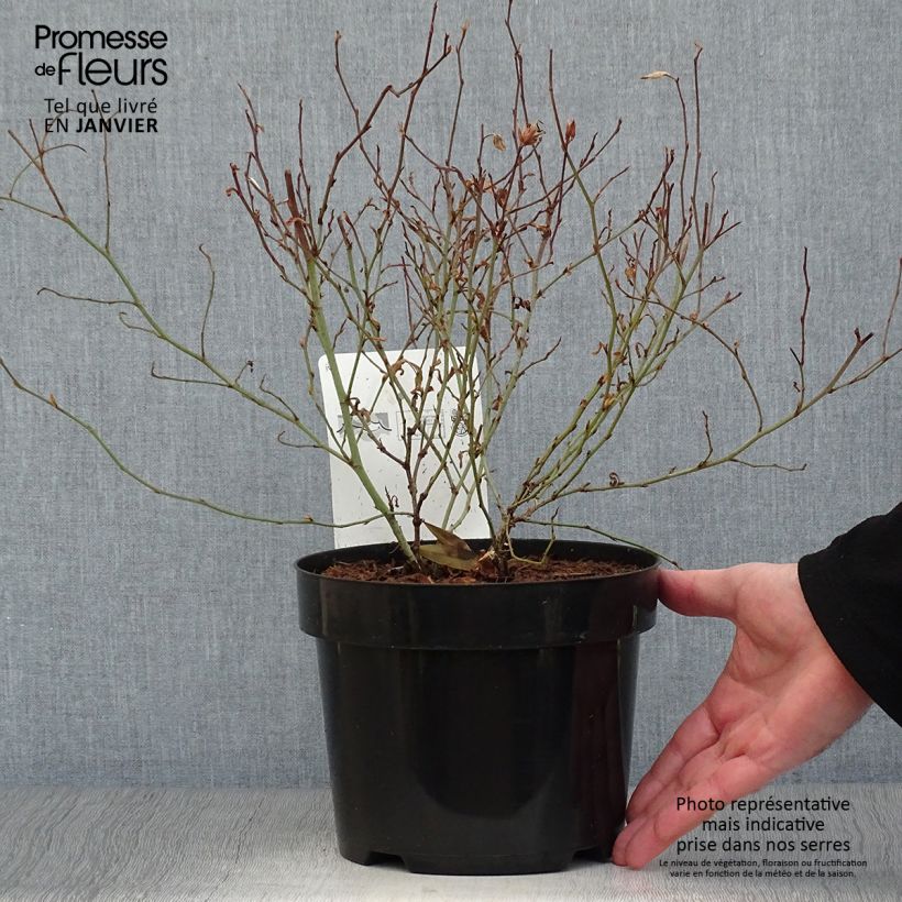 Example of Ceratostigma willmottianum - Dentelaire Pot van 2 l/3 l as you get in hiver