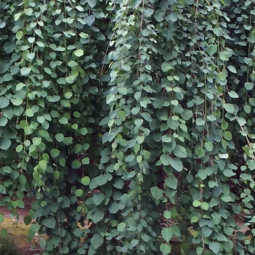 Cercidiphyllum japonicum Pendulum - Katsuraboom (Foliage)
