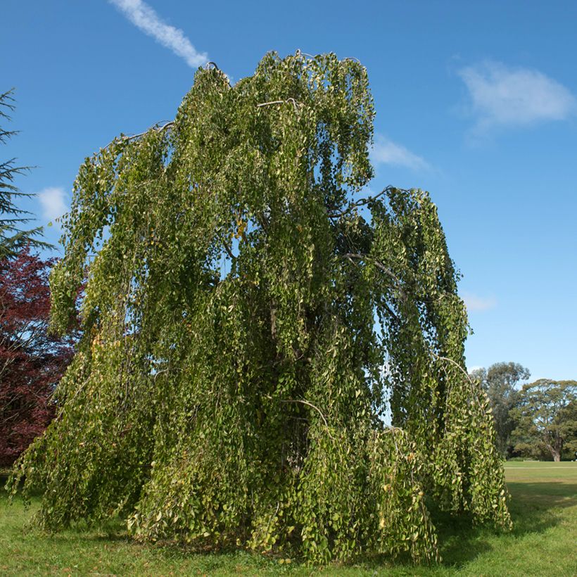 Cercidiphyllum japonicum Pendulum - Katsuraboom (Groeiplaats)
