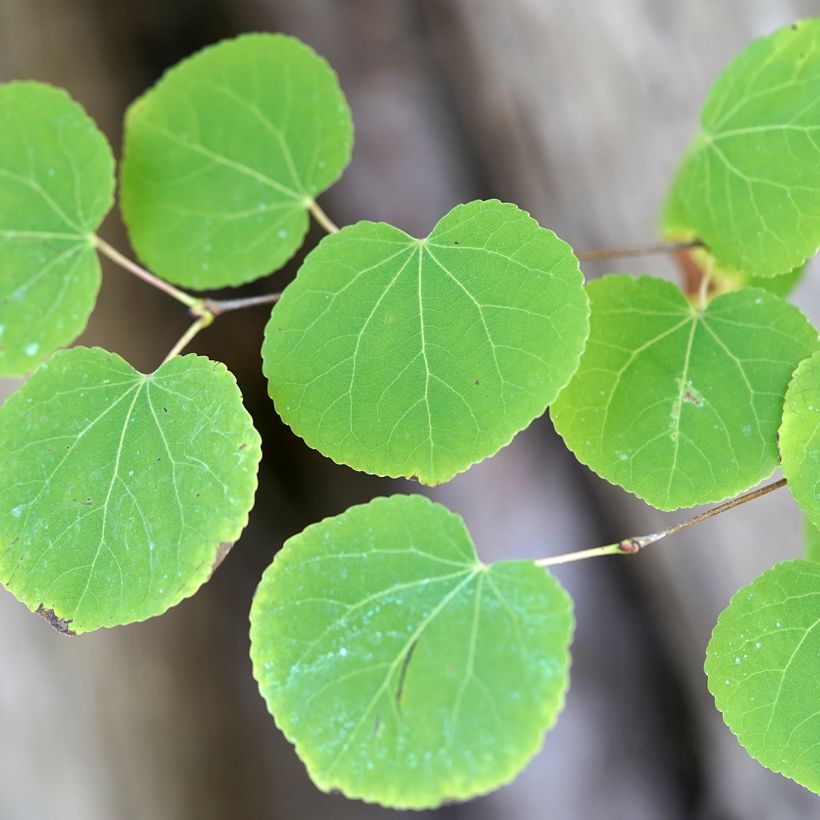 Cercidiphyllum japonicum (zaad) - Katsuraboom (Blad)