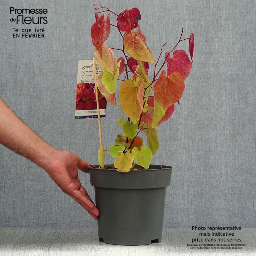 Example of Cercis canadensis Eternal Flame - Amerikaanse Judasboom Pot van 4 l/5 l as you get in automne