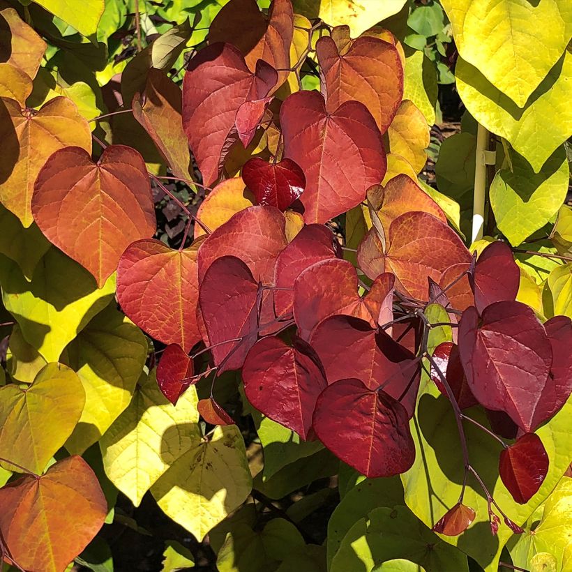 Cercis canadensis Eternal Flame - Amerikaanse Judasboom (Foliage)