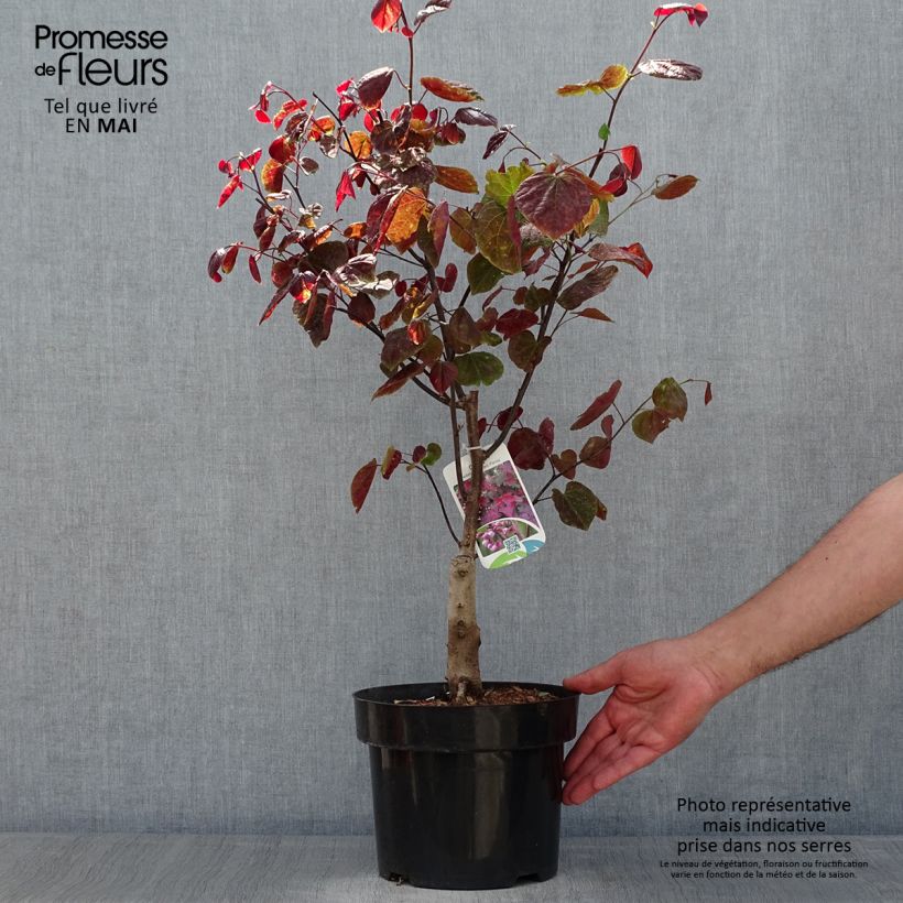 Exemplaar van Cercis canadensis Forest Pansy - Amerikaanse Judasboom Pot van 4 l/5 l zoals geleverd in de lente